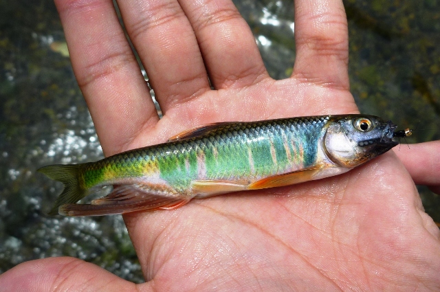 2012_0603_05.jpg