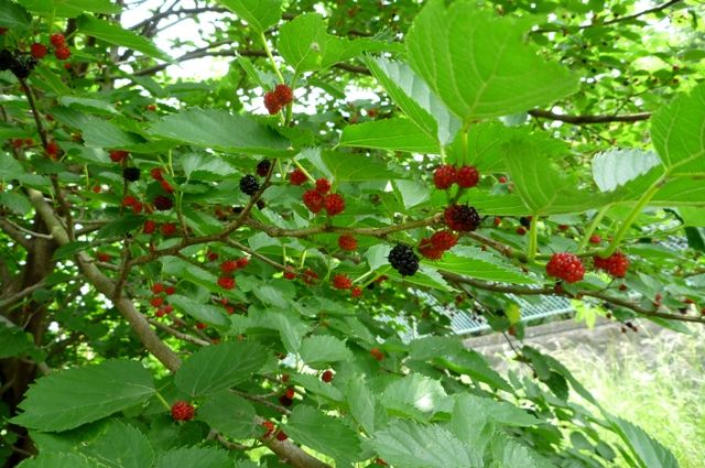 2012_0603_09.jpg