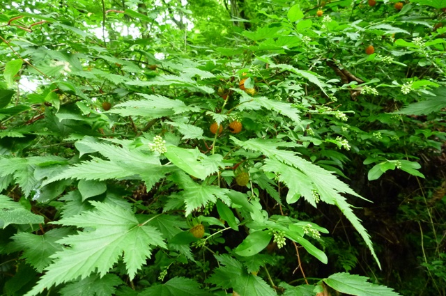 2012_0610_17.jpg