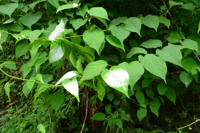 2012_0610_18.jpg