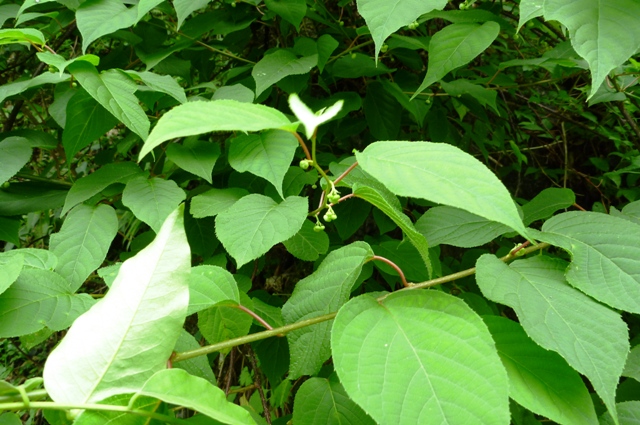 2012_0610_19.jpg