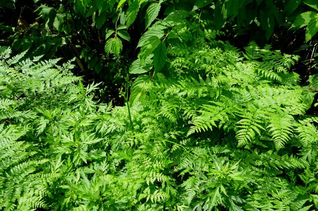 2012_0705_2.jpg