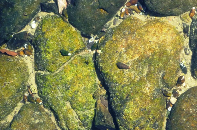 2012_1002_kawanina.jpg