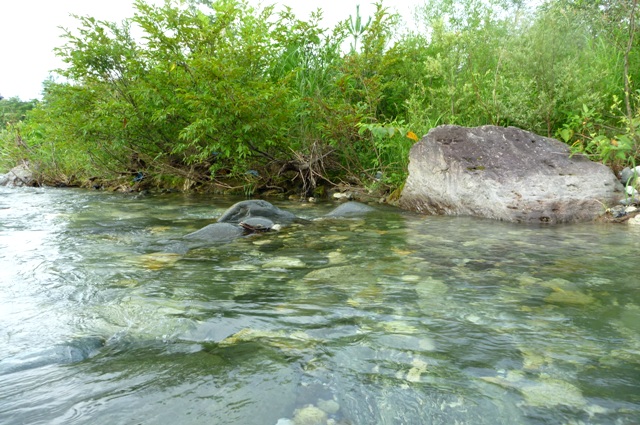 2_Matsu_River_0316_2012.jpg