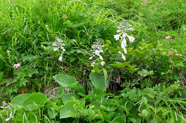 2_Ohba_Giboushi_0816_2012.jpg