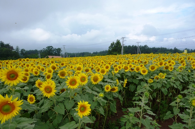 2_Sun_Flower_0815_2012.jpg