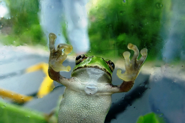 4_Amagaeru_0815_2012.jpg
