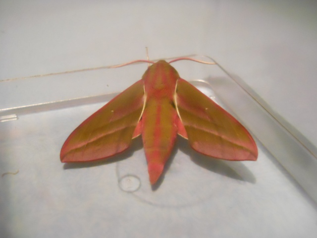 Baby_Mothra.jpg