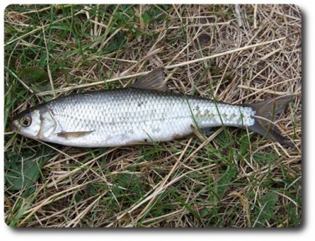 Dace.jpg