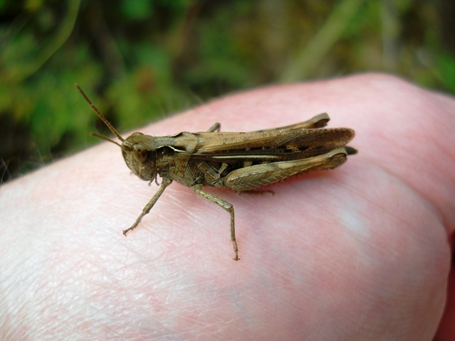 Grass_Hopper.jpg