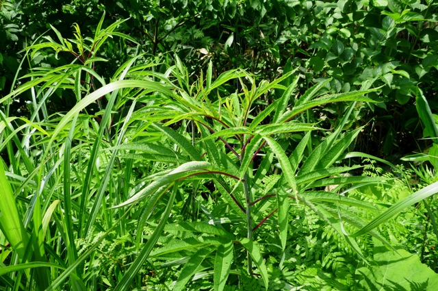 Hangonsou_2012_0705.jpg