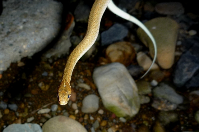 Hibakari_2012_0909_1.jpg