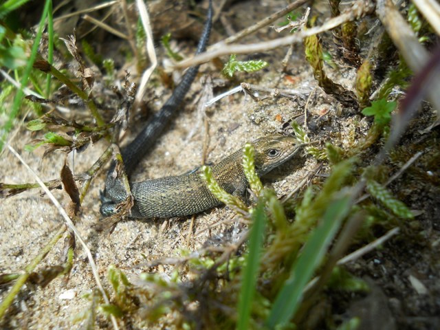 Lizard_2.jpg