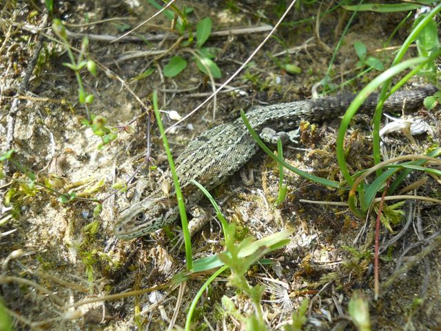 Lizard_3.jpg
