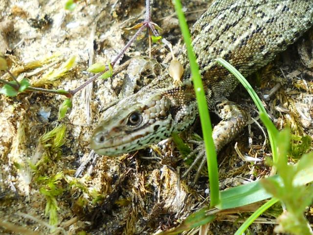 Lizard_3_Zoom.jpg