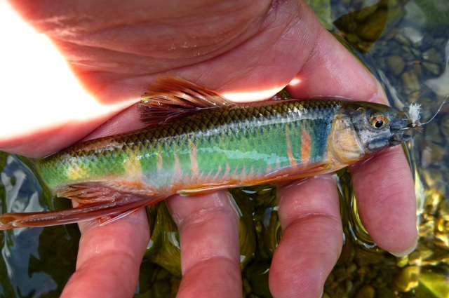 Oikawa_20120812_Japan.jpg