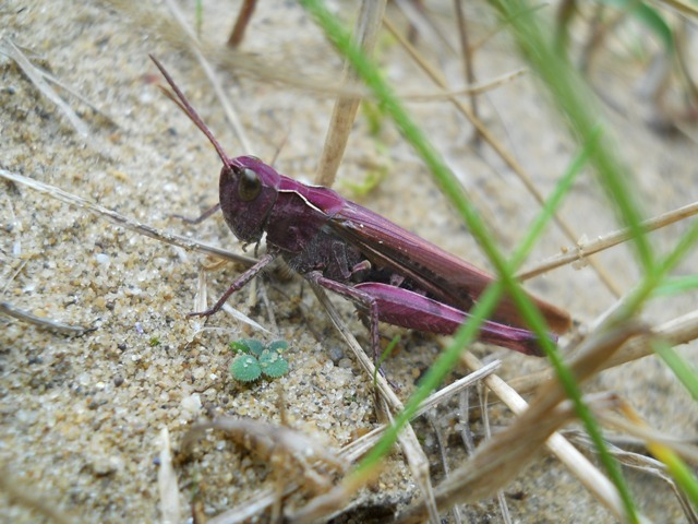 Purple_grasshopper.jpg