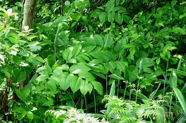 Udo_2012_0705.jpg