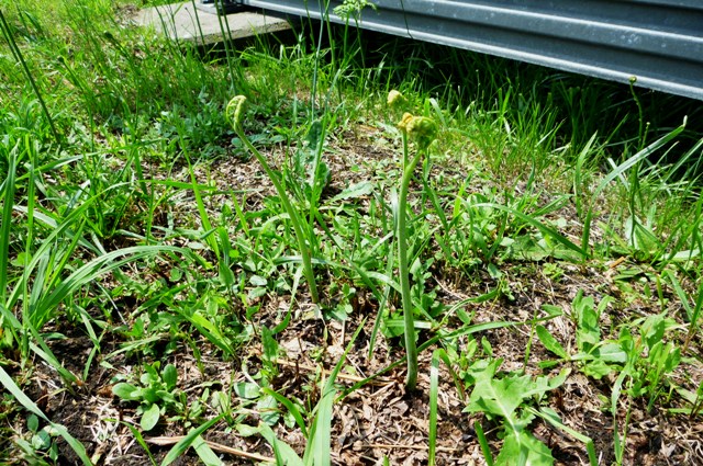 Warabi_2012_0705.jpg