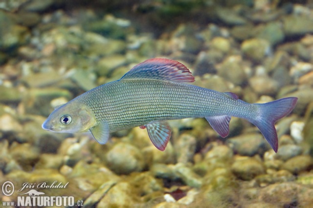 grayling-80028.jpg