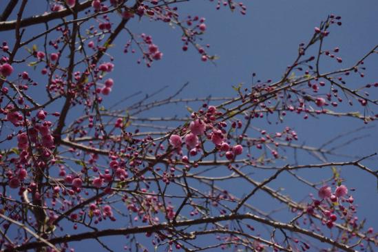 しだれ桜