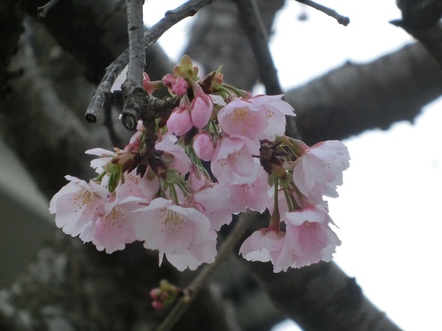 CIMG0042.jpg