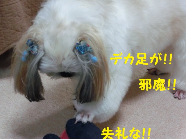 CIMG0098.jpg