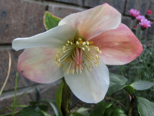 CIMG0558.jpg