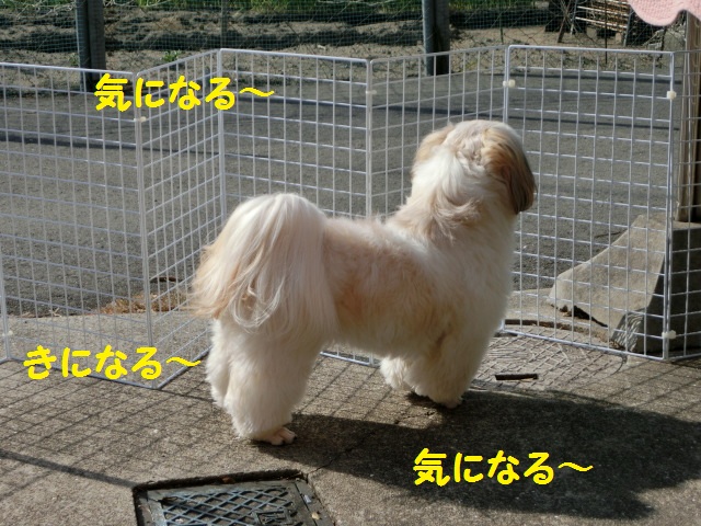 CIMG2249.jpg