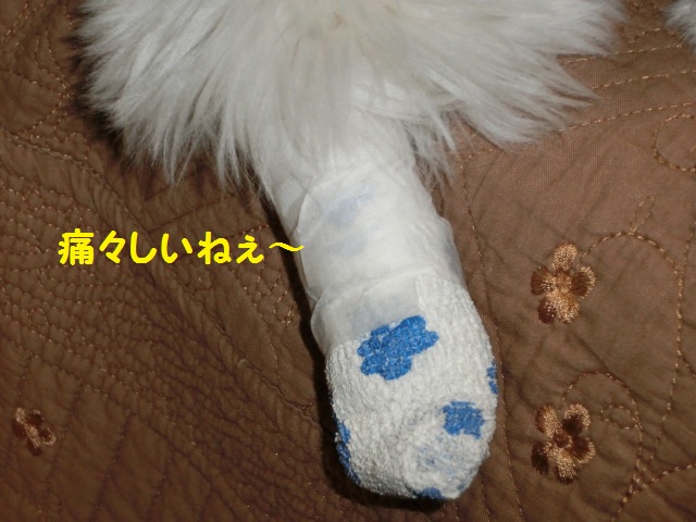 CIMG2293.jpg