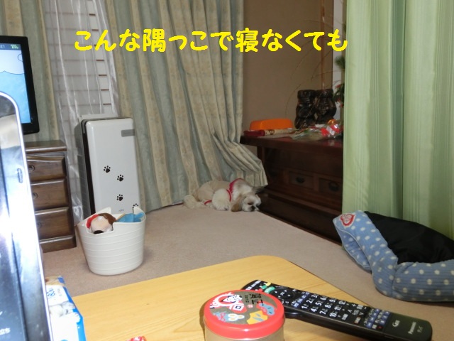 CIMG2333.jpg