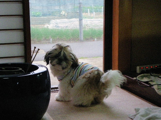 IMGP1807.jpg