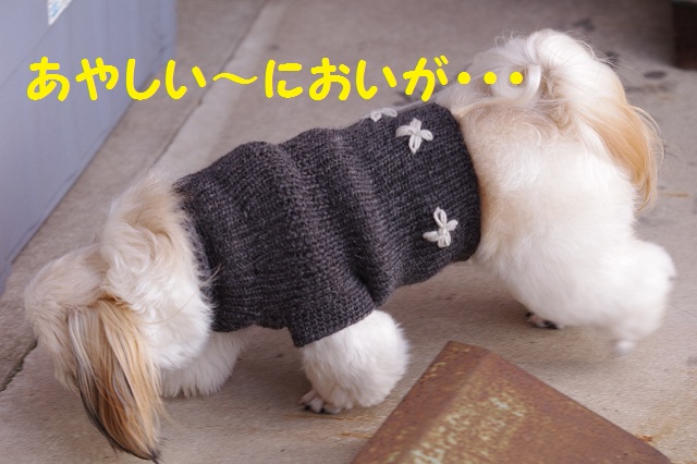 IMGP7664.jpg