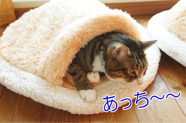 2014131-3.jpg
