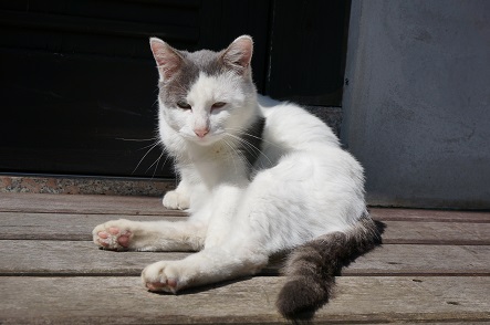 湯布院の猫様 壱