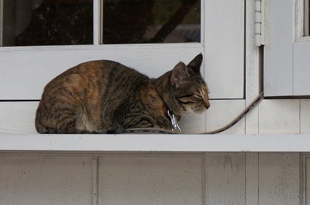 湯布院の猫様 弐