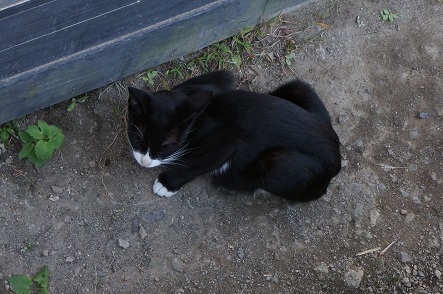 湯布院の猫様 参