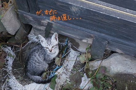 湯布院の仔猫 四