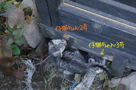 湯布院の仔猫 弐