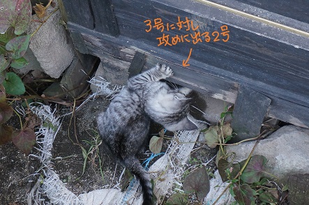 湯布院の仔猫 参