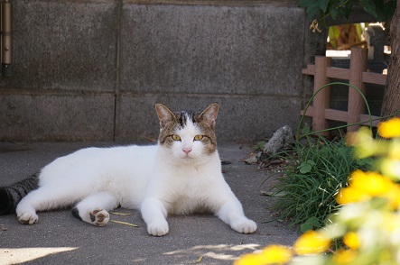 最近よく見る野良猫(?)BOY