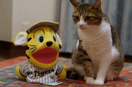トラ&トラ柄猫