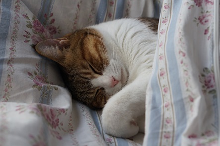 (顔、見せとかないと・・・ zzzzz)