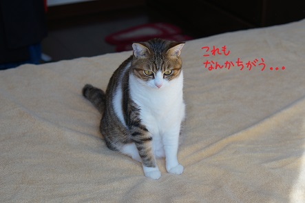 毛布を入れても・・・