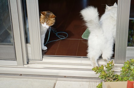 対照的な二猫