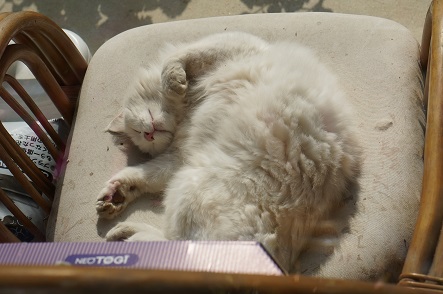 外猫