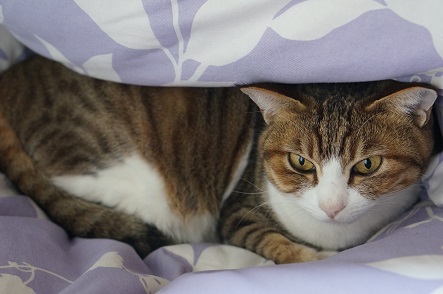 家猫