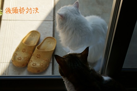おしらが来た(二猫で何見てんだ?)