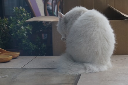 食後のマナー