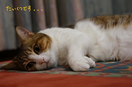 退屈まる